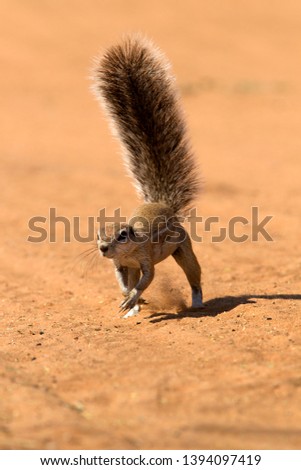 Ground Squirrel (Xerus inauris), Kgalagadi Transfrontier Park, Kalahari desert, South Africa.