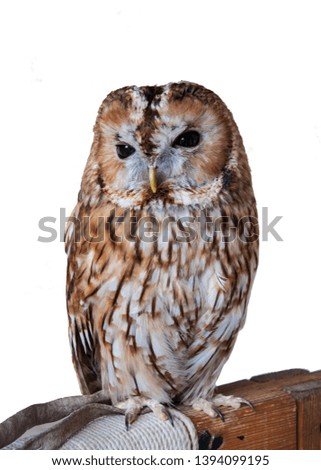 croaker owl standing on the wood