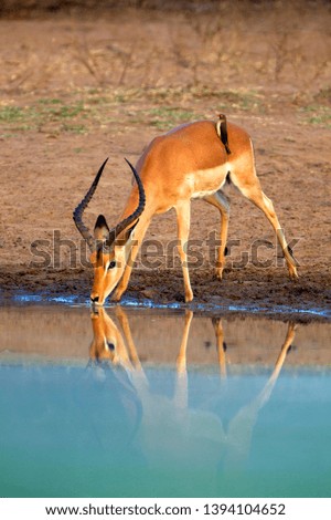 Impala (Aepiceros melampus), in the waterhole, Kruger National Park, South Africa.