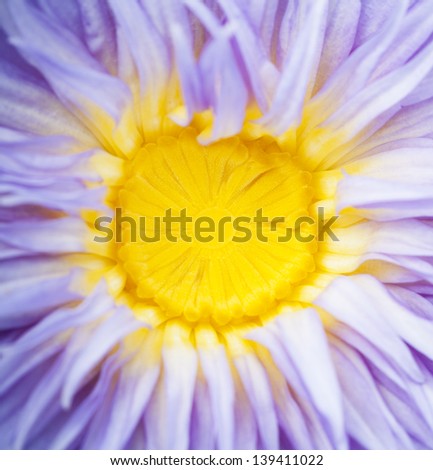 Close up abstract midpoint lotus