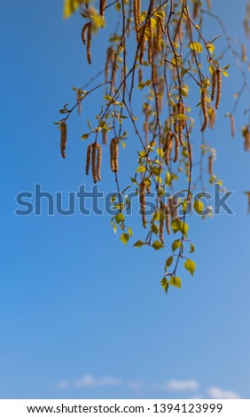 flowering birch branches in the spring against the blue sky