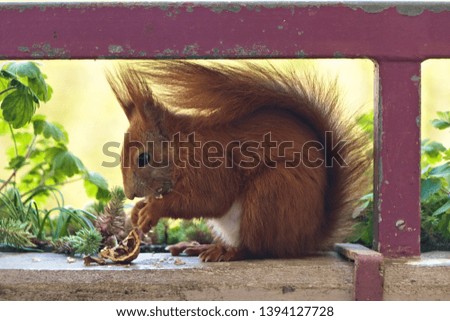 Cute Squirrel sitting under a balcony handrail and eating a nut