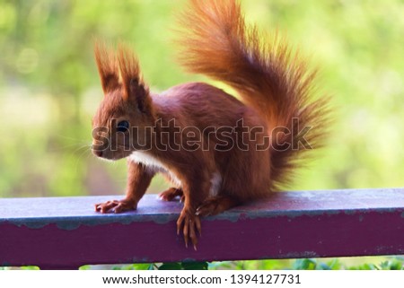 Cute Squirrel sitting on a balcony handrail and looking curiously around