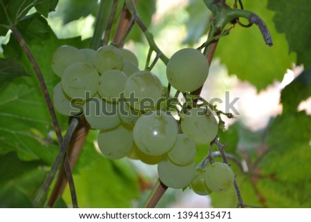 Autumn landscape. Juicy bunches of grapes. Delicious fruits. Close-up. Green grapes