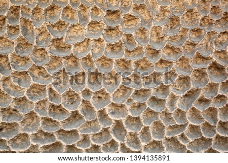 In the photo, the background of stones resembles shells.