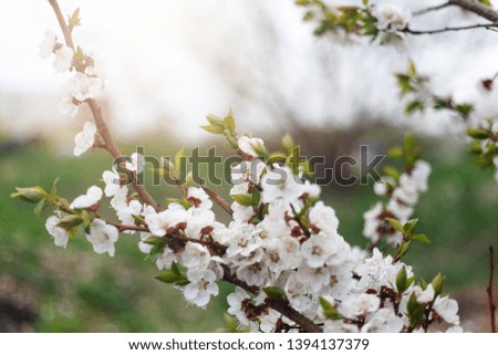 Beautiful nature background. Summer, spring concepts. Copy space. Branches of blossoming cherry in nature in the rays of the sunset warm sunlight with beautiful sparkling bokeh. Template for design