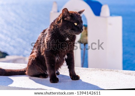 A black cat sitting on white wall in Oia with sea behind - closeup with selective focus. Stray cats in Santorini, Greece
