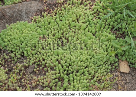 Moss stonecrop Sedum.  Covers the ground like a carpet. Juicy light green color. Beautiful succulent. Grows on the street. It's spring. Krasnodar region.