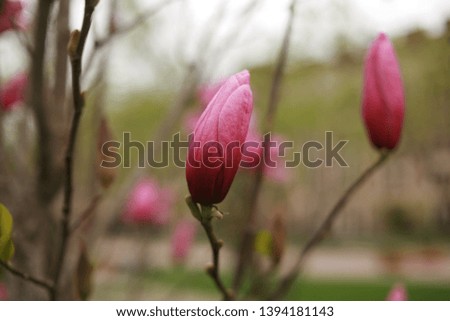 magnolia flowers. pink magnolia flower. Magnolia. Magnolia flower
