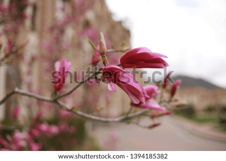 
Magnolia flower . Spring season concept. Blossom of magnolia tree on sunny day, spring flower. New life awakening. Nature, 