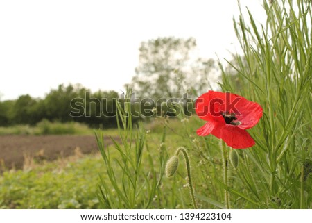 a red poppy closeup in the field margin in the countryside in holland in springtime