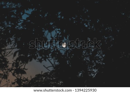 Picture of a moon shot through leaves early in the morning. The picture has been taken in Prague, Czech republic.