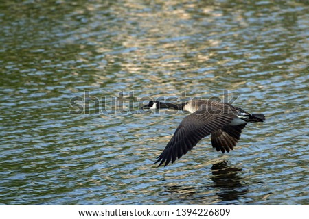 Canada Goose flying low over lake