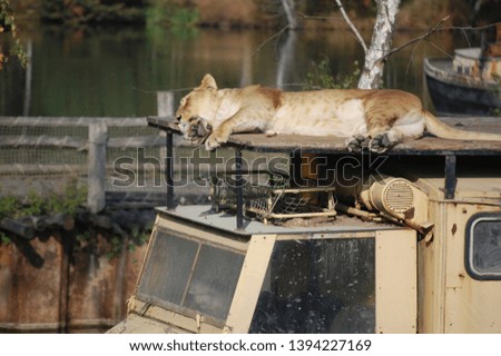 A lioness lying down and enjoying the sun