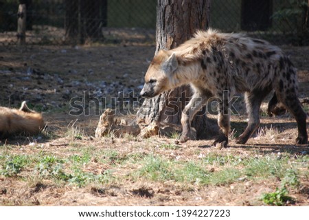 A pack of spotted hyenas enjoying the sun