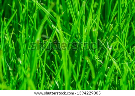 A photo of green grass, part of which is in defocusing. Great for background