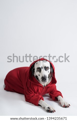Dalmatian dog in red sweatshirt is lying on the floor on white background. Cool dog. Copy space