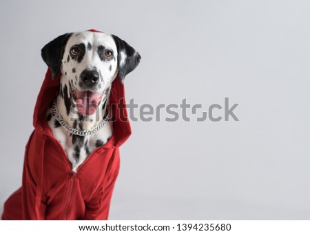 Portrait of Cool Dalmatian dog in red sweatshirt sits on white background. Dog head is covered by hood. Gangster dog. Copy space