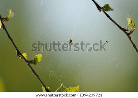 spider in the web on birch