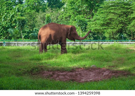 An elephant in zoo area
