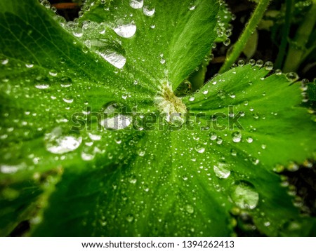 rain water on a green leaf. Close up picture of a rain drop on a leaf. 