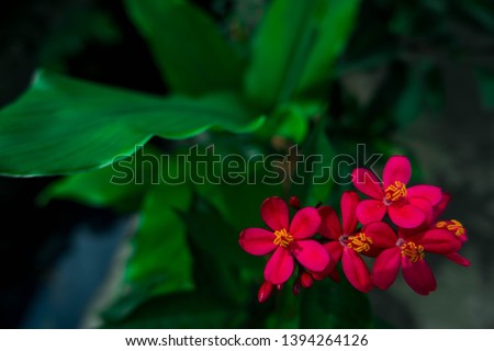 Beautiful red flower with Green Leaves, Picture of flowers,  Flowers image, Photos with flowers