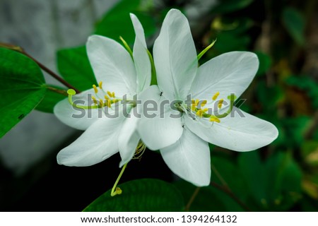 Beautiful Twins white Flower with Green Leaves, Picture of flowers,  Flowers image, Photos with flowers