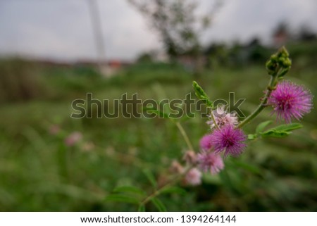 Mimosa pudica flower with Green Leaves, Picture of flowers,  Flowers image, Photos with flowers