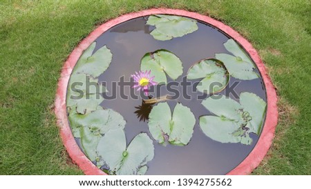 Lotus in a pond. It has big beautiful leaves floating around it on the water surface. 