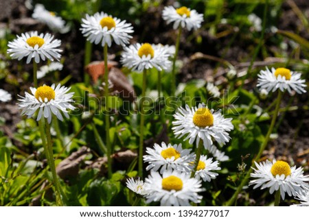 Daisy blossoms in a green meadow. Wild daisy flowers garden in the forest, white daisy.