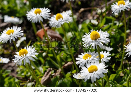 Daisy blossoms in a green meadow. Wild daisy flowers garden in the forest, white daisy.