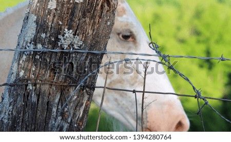 barbed wire fence with horse in background
