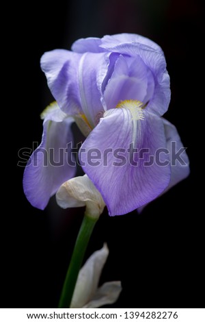 One iris arrangement, bearded iris flower, lilac or purple color with white & yellow tipped beard, green stem, close-up vertical format image