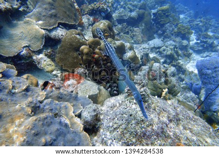 Aulostomus maculatus, the trumpetfish also known as the West Atlantic trumpetfish, is a long-bodied fish with an upturned mouth; it often swims vertically while trying to blend with vertical coral.