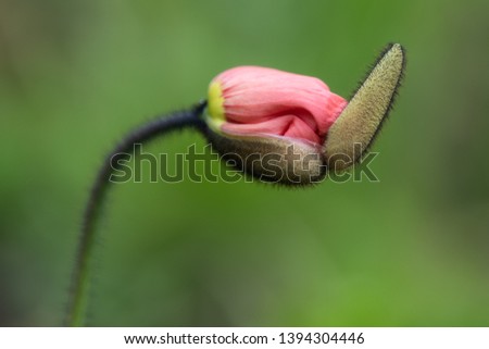 Flower in the garden in spring