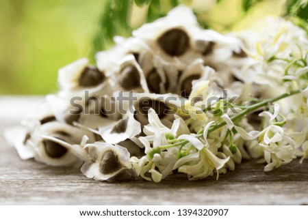 Moringa dried seeds,flowers  and green leaves on natural background.