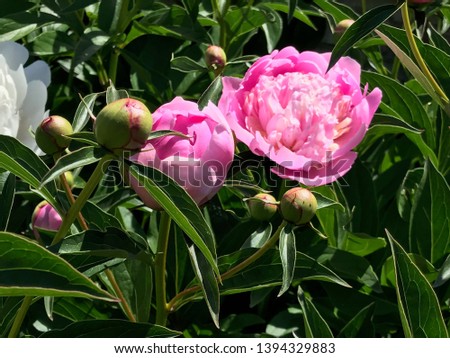 Pink peony cluster in various blooming stages found on the shores of Lake Placid in Burlington Vermont