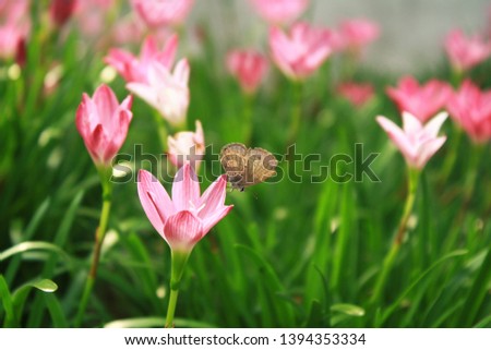 Butterfly perch on pink rain lily or zephyranthes rosea.