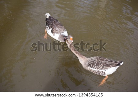 two gooses at lake in the nature