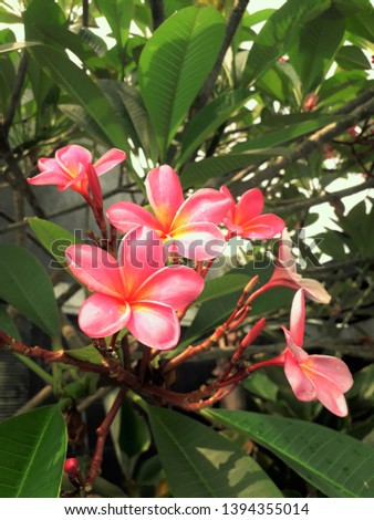 a picture of a red plumeria flower after rain.
