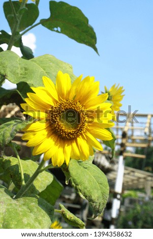 Picture of sunflower garden in sunny day.