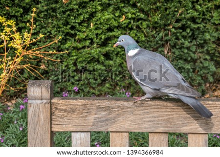 Close-up pictures of gray pigeons that cling to the edge of a wooden chair in the park.