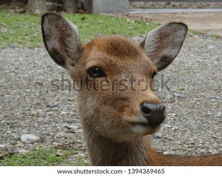 Close up picture of a Deer captured at the famous park of Nara in Japan