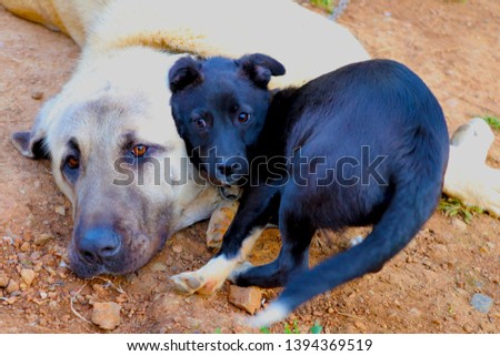 Kangal dog and little friend  Royalty-Free Stock Photo #1394369519