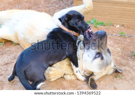 Kangal dog and little friend  Royalty-Free Stock Photo #1394369522
