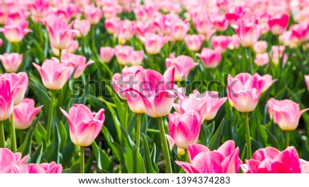 Blooming tulips. Beautiful spring and summer background. Spring flowers.