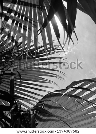 A black and white edited picture of the sun peaking through tropical leaves.
