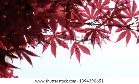 Korea red maple leaf background 