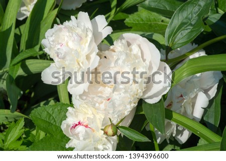Peony or paeony is a flowering plant in the genus Paeonia, the only one in the family Paeoniaceae. native to Asia, Europe and Western North America. are among the most popular garden plants