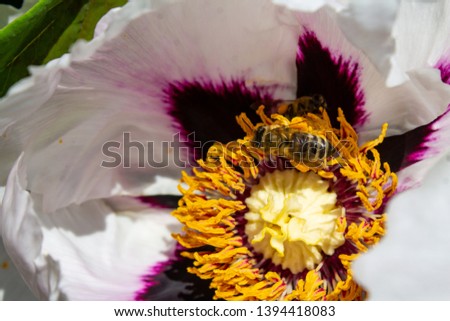 Bee collecting pollen on a peony bud on a sunny day